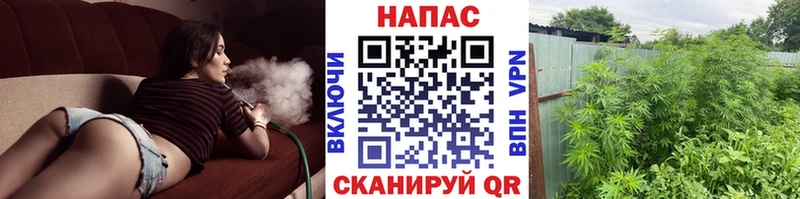 Канабис план Сычёвка